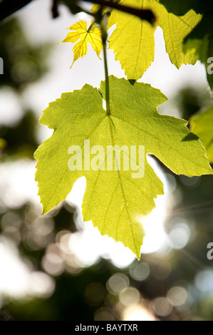 Hinterleuchtete Weinblatt Stockfoto