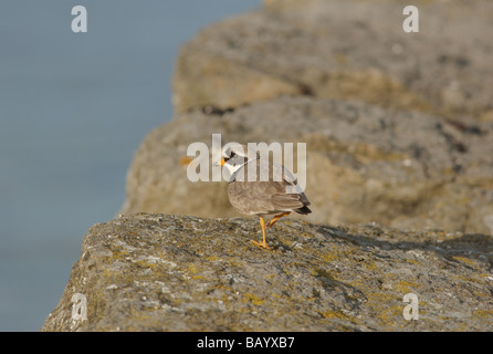 Flussregenpfeifer-Regenpfeifer (Charadrius Hiaticula) Stockfoto