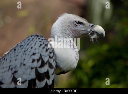 Ruppell der Geier (abgeschottet Rueffellii), UK Stockfoto