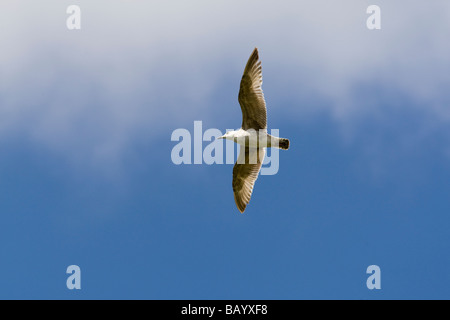 Juvenile Silbermöwe Larus Argentatus im Frühjahr Flug Essex UK Stockfoto