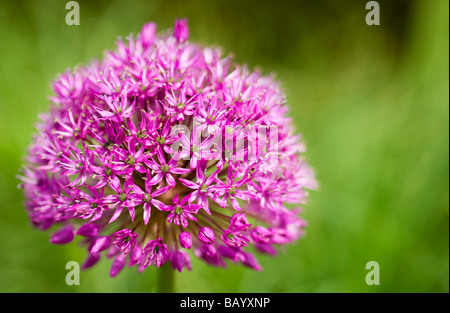 Nahaufnahme einer Blüte lila allium Stockfoto