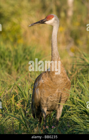 Erwachsenen Sandhill Kran Stockfoto