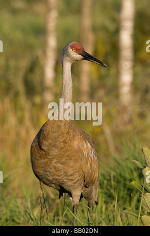 Erwachsenen Sandhill Kran Stockfoto