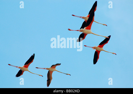 Flamingos im Flug bei Koothankulam, Thirunelvelli Bezirk, Tamil Nadu Stockfoto