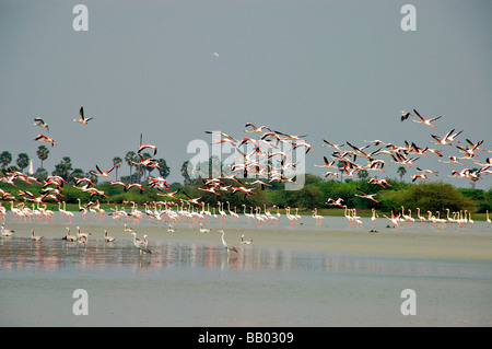 Flamingos im Flug bei Koothankulam, Thirunelvelli Bezirk, Tamil Nadu Stockfoto