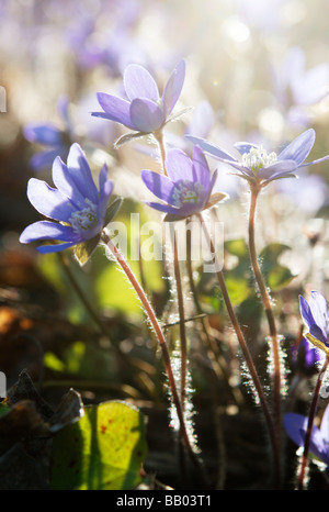 Anemone hepatica Stockfoto