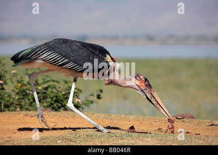 Marabou Storch, Leptoptilos Crumeniferus Aufräumvorgang auf dem Ufer von Lake Awasa in Äthiopien Stockfoto