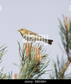 Zilpzalp Phylloscopus collybita Stockfoto