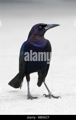 Ein erwachsener männlicher Boot Tailed Grackle Stockfoto