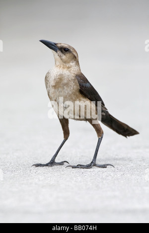 Eine Erwachsene weibliche Boot Tailed Grackle Stockfoto