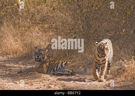 Ein Machali Tiger Warnung Ranthambore Tiger Reserve, Indien. (Panthera Tigris) Stockfoto