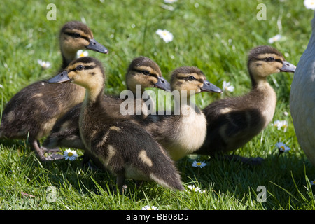 Surrogat Mutter Henne Entenküken angenommenen verlassenen Fluss Medway Allington verriegeln Maidstone Kent England uk Europa Stockfoto