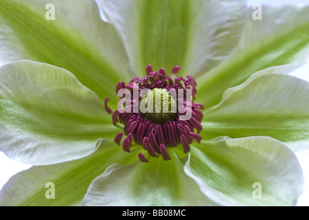 Clematis Butterblume, Miss Bateman. Eine Nahaufnahme der pulsierenden weiß und grün gestreifte Flowerhead und hell lila Staubbeutel Stockfoto