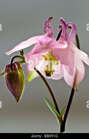 Akeleien Butterblume, Columbine, Omas Bonnet, rosa, Nahaufnahme Schuss offene Blüte und Knospe. Stockfoto