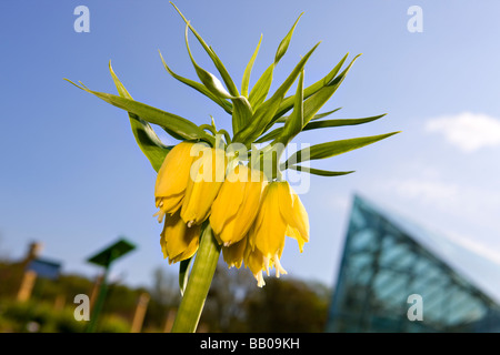 Kaiserkrone (Fritillaria Imperialis) Stockfoto