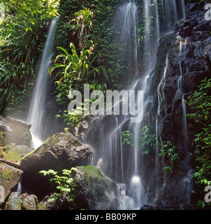 Regenwald-Kaskade Lamington National Park-Queensland-Australien Stockfoto