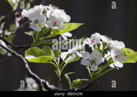 Blüte der ornamentalen Birne Pyrus Calleryana Chanticleer Stockfoto