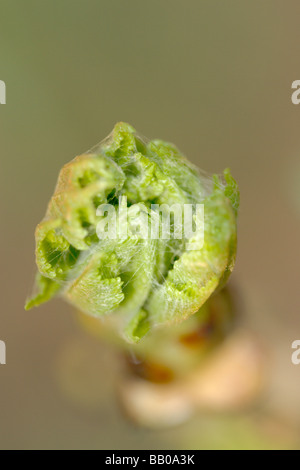 Rosskastanie Aesculus Hippocastanum Blattknospen platzen Stockfoto