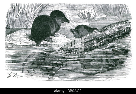 Eurasische Wasser Spitzmaus Neomys Fodiens großen Spitzmaus 100 mm Länge Heck kurzen dunklen Fell weiß Büschel paar steifen Haaren Füße Kiel fallen bu Stockfoto