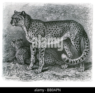 Leopard, asiatischer Gepard Acinonyx Jubatus Venaticus iranischen jagen Jagd Aussterben seltener zentrale Wüste Lebensraum große Stockfoto