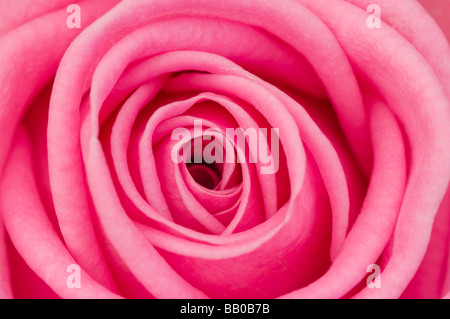 Eine rosa Rose Petals "hautnah" Stockfoto