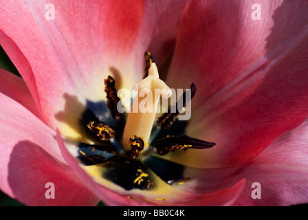 Pink Tulip Close-up Stockfoto