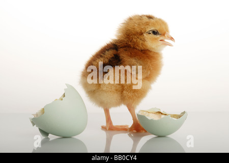 Neugeborenen Küken und ausgebrüteten Ei Stockfoto