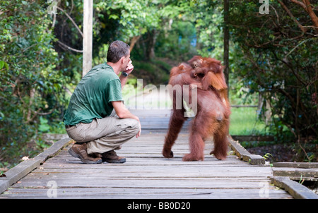 Orang-Utan und Mensch im Camp Leakey, Tanjung Puting Nationalpark, Borneo Stockfoto