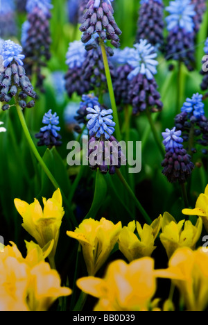 Muscari Trauben Hyazinthe und Tulpen Stockfoto