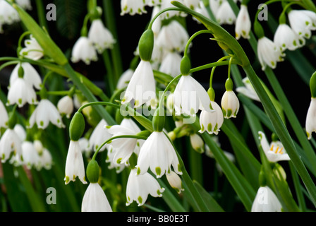 Lily Of The Valley Stockfoto