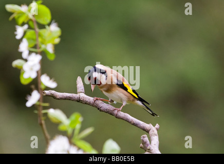 Europäische Stieglitz Carduelis carduelis mit Blick auf einen blühenden Kirschbaum im Frühjahr, England, UK, GB Stockfoto