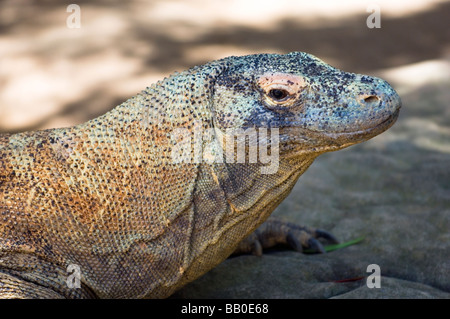 Komodo-Waran im Taronga Zoo in Sydney, Australien. Stockfoto