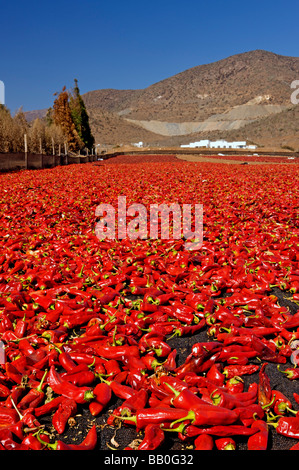 Rote Chilis trocknen in der Sonne in der Nähe von La Espero La Serena in Chile Stockfoto