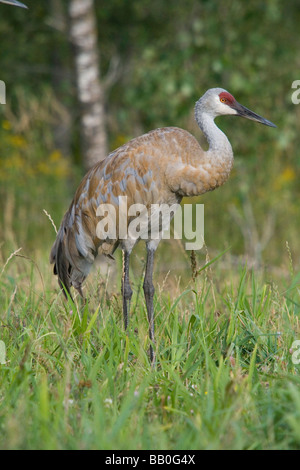 Sandhill Kran Stockfoto