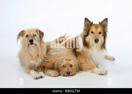 Mischlingshunde und Rough Collie Stockfoto