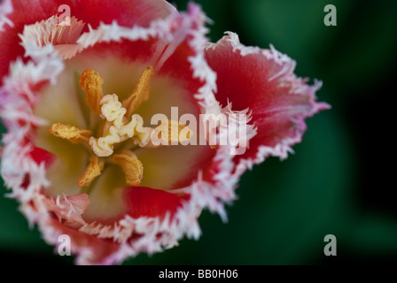 Rosa gefranste Tulpe Nahaufnahme Stockfoto