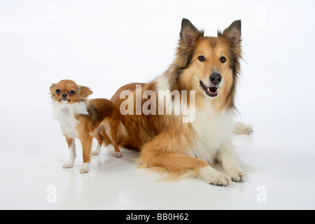 Rough Collie und Chihuahua Langhaar Stockfoto