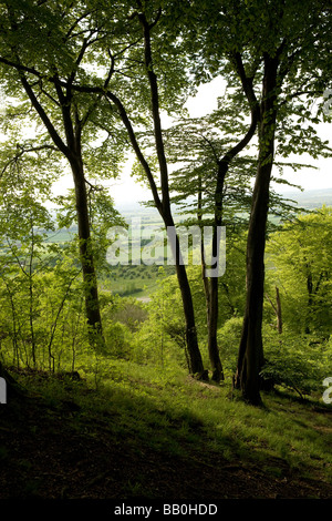 Waldland Silhouette von Bäumen mit Blick auf Aylesbury Vale und Whiteleaf in der Ferne Stockfoto