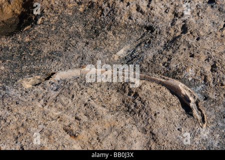 Wal-Rippe fossiler Walknochen Rippe Fossilien Punto Colorado Baja California Mexiko Stockfoto