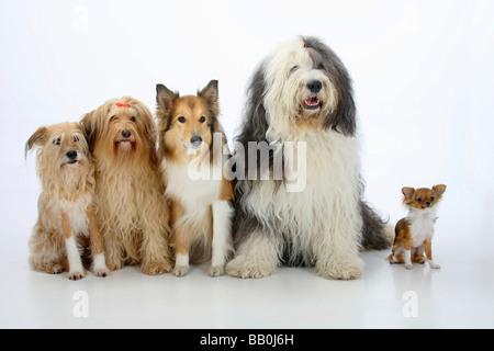 Gemischte Rasse Hunde Rough Collie Bobtail und Chihuahua Langhaar gemischte Rasse Hund Old English Sheepdog Stockfoto