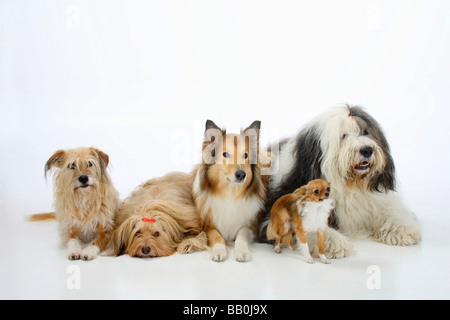 Gemischte Rasse Hunde Rough Collie Bobtail und Chihuahua Langhaar gemischte Rasse Hund Old English Sheepdog Stockfoto