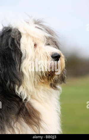 Bobtail Old English Sheepdog Stockfoto