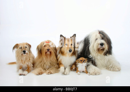 Gemischte Rasse Hunde Rough Collie Bobtail und Chihuahua Langhaar gemischte Rasse Hund Old English Sheepdog Stockfoto