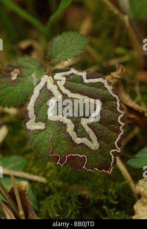 Die Titel der Miniermotte Raupe (Nepticula Aurella) auf Brombeere. Stockfoto