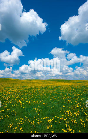 blumige Wiesen mit Blumen Löwenzahn Taraxacum Officinale in der Nähe von Wolfratshausen oberen Bayern Deutschland Europa Stockfoto