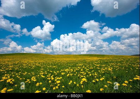 blumige Wiesen mit Blumen Löwenzahn Taraxacum Officinale in der Nähe von Wolfratshausen oberen Bayern Deutschland Europa Stockfoto