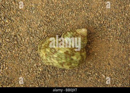 Die silbernen Mund Turban Shell - Turbo-Argyrostamos (= T Setosus) Stockfoto