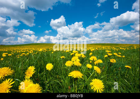 blumige Wiesen mit Blumen Löwenzahn Taraxacum Officinale in der Nähe von Wolfratshausen oberen Bayern Deutschland Europa Stockfoto