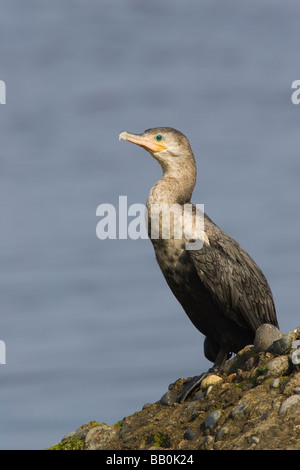 Unreife Neotropis Kormoran (Phalacrocorax Brasilianus) auf einem Felsen an der Küste Stockfoto