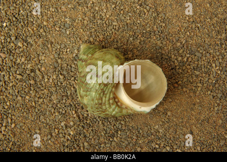 Die silbernen Mund Turban - Turbo-Argyrostomos (= T Setosus) Stockfoto